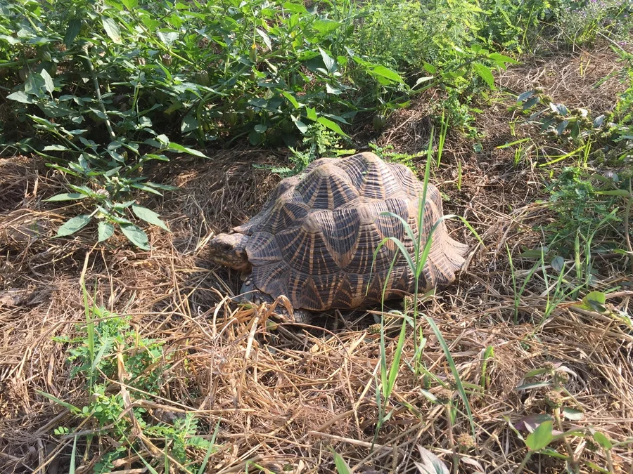 kashap the most beautiful flower in the garden 1200